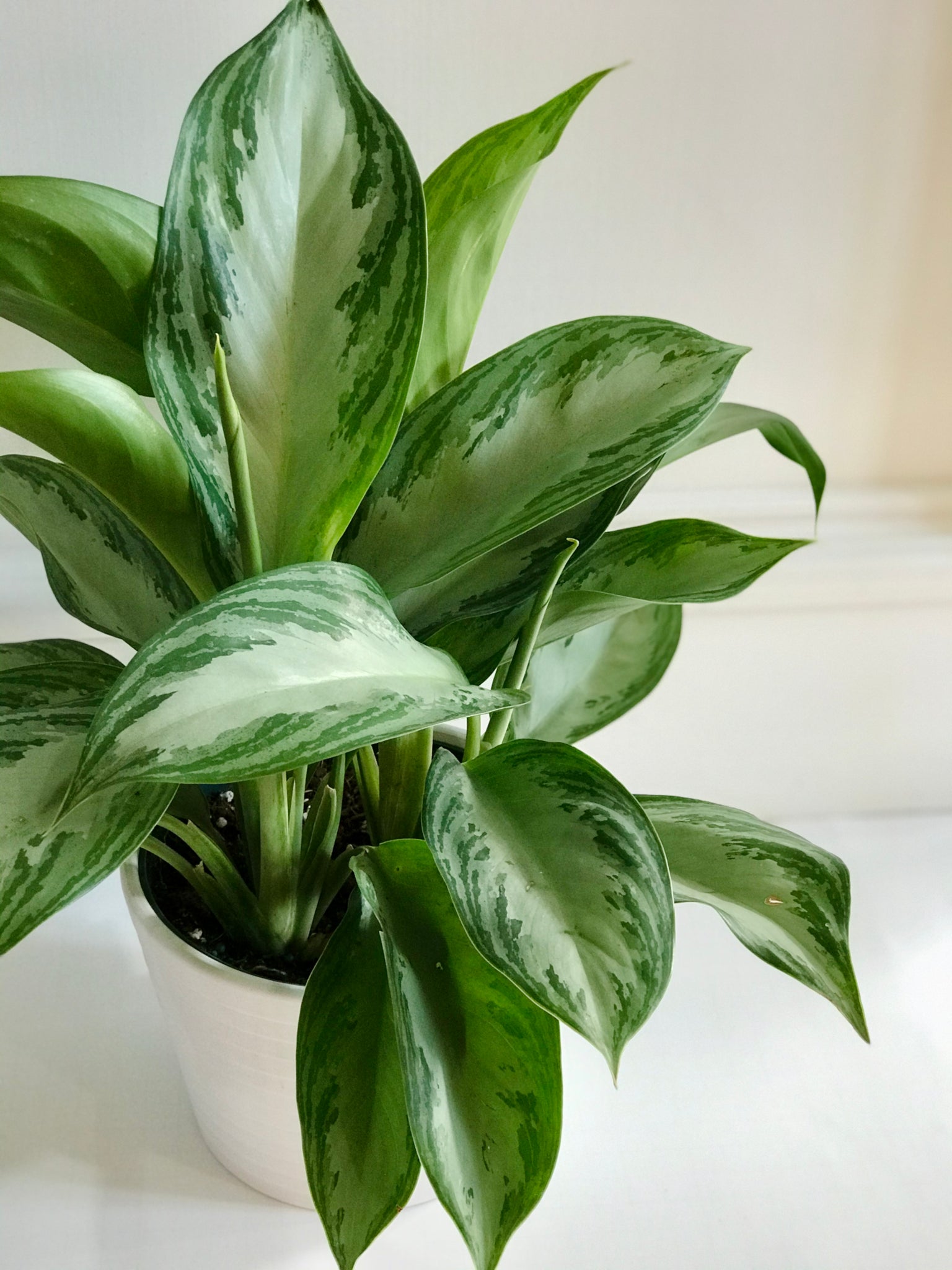 aglaonema silver bay watering Silver Bay Chinese Evergreen (Aglaonema) – Happy Sunrize