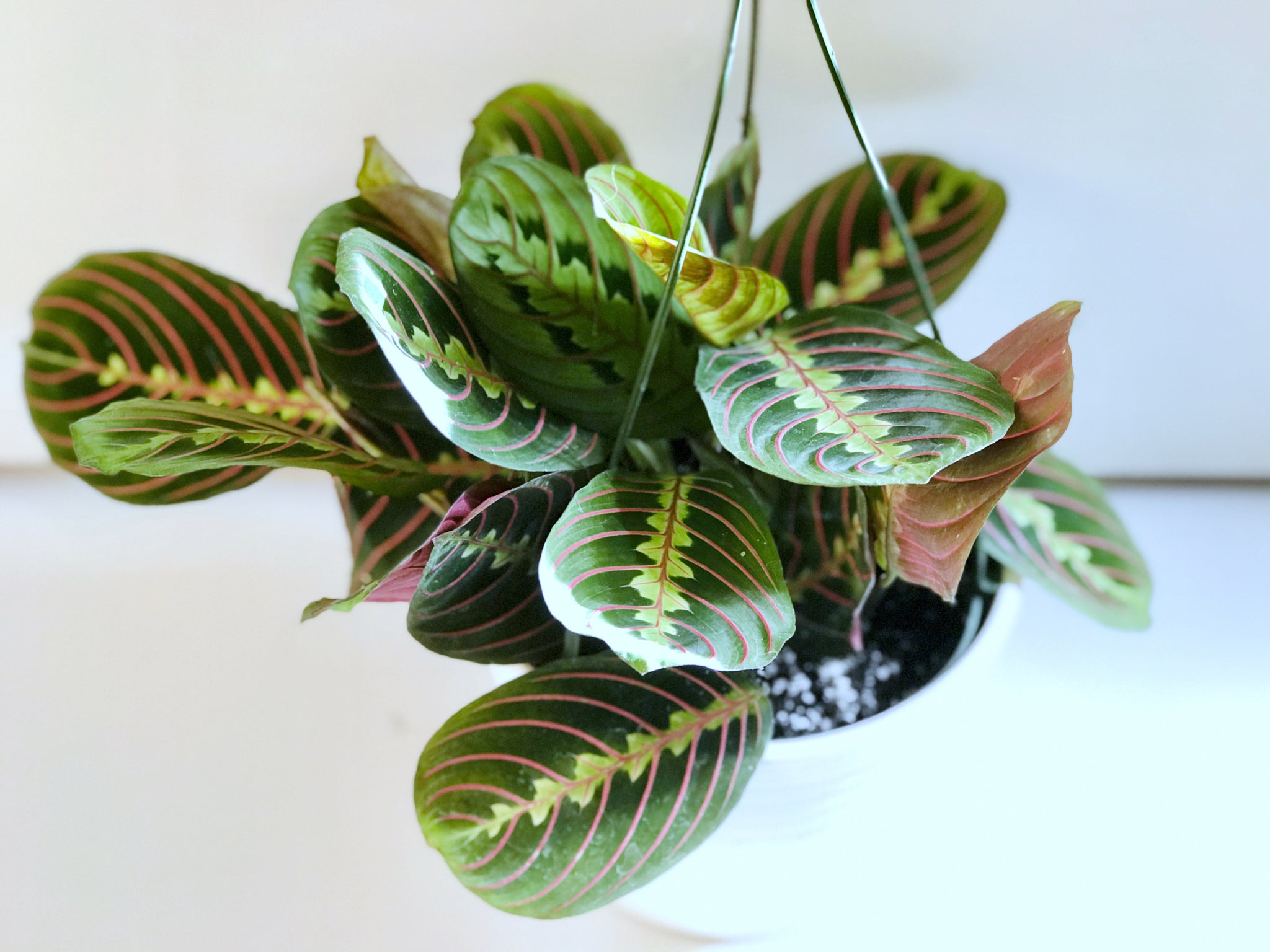 red prayer plants Red Prayer Plant (Maranta Leuconeura) – Happy Sunrize