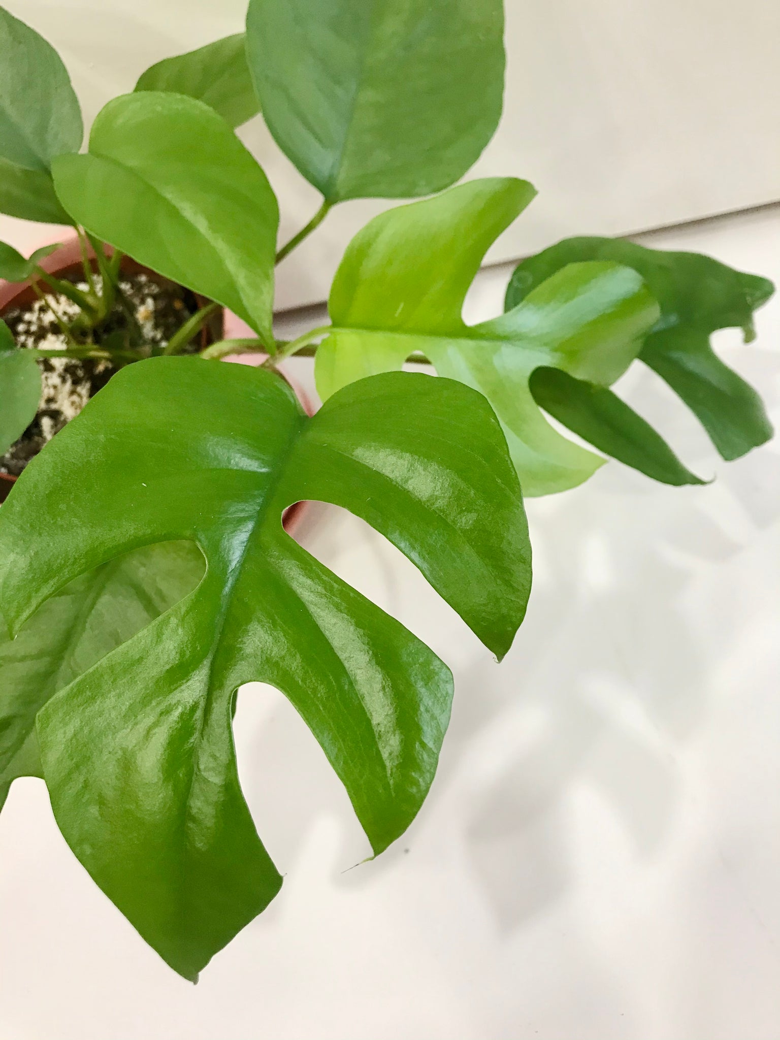 monstera ginny vs deliciosa Monstera Ginny (Rhaphidophora Tetrasperma) – Happy Sunrize