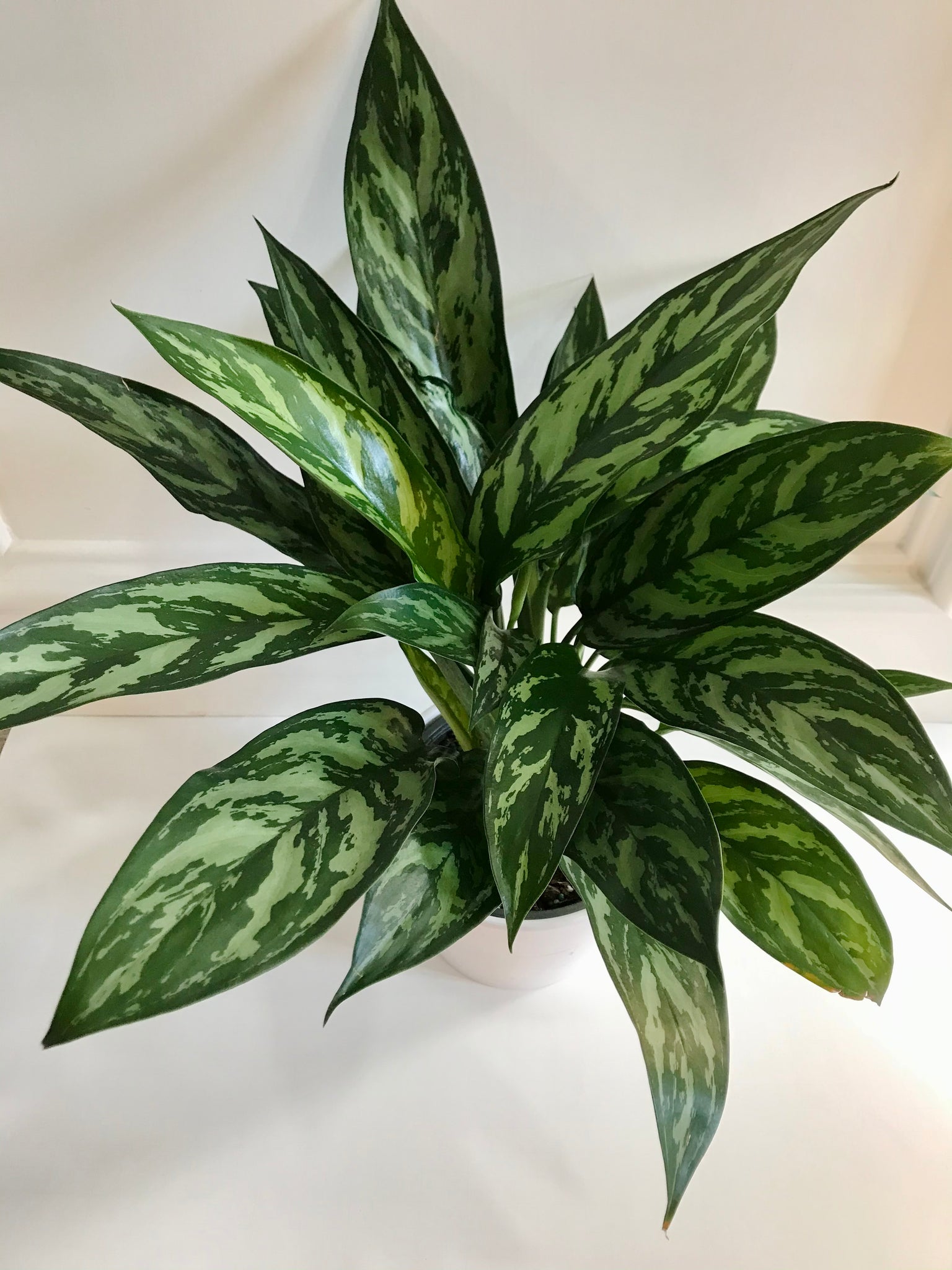 emerald beauty aglaonema Emerald Beauty Chinese Evergreen (Aglaonema) – Happy Sunrize