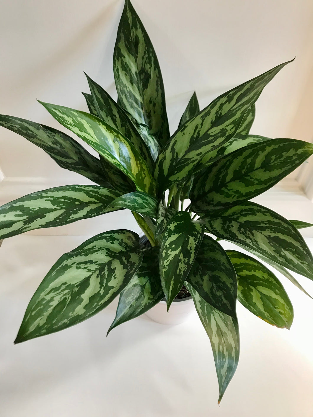 aglaonema emerald beauty maria Emerald Beauty Chinese Evergreen (Aglaonema) – Happy Sunrize