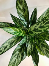 Load image into Gallery viewer, Emerald Beauty Chinese Evergreen (Aglaonema)
