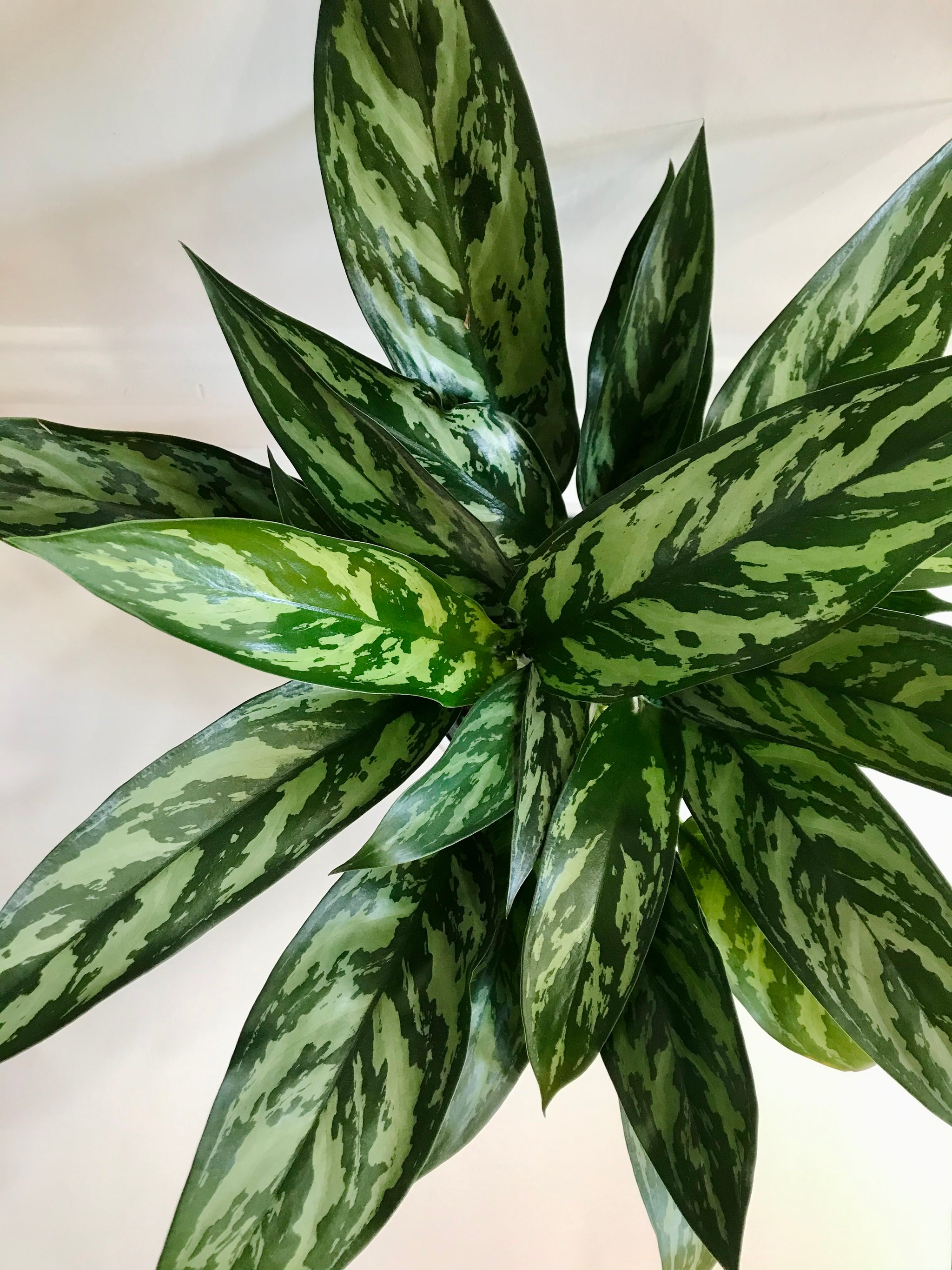 aglaonema philippinense Emerald Beauty Chinese Evergreen (Aglaonema) – Happy Sunrize