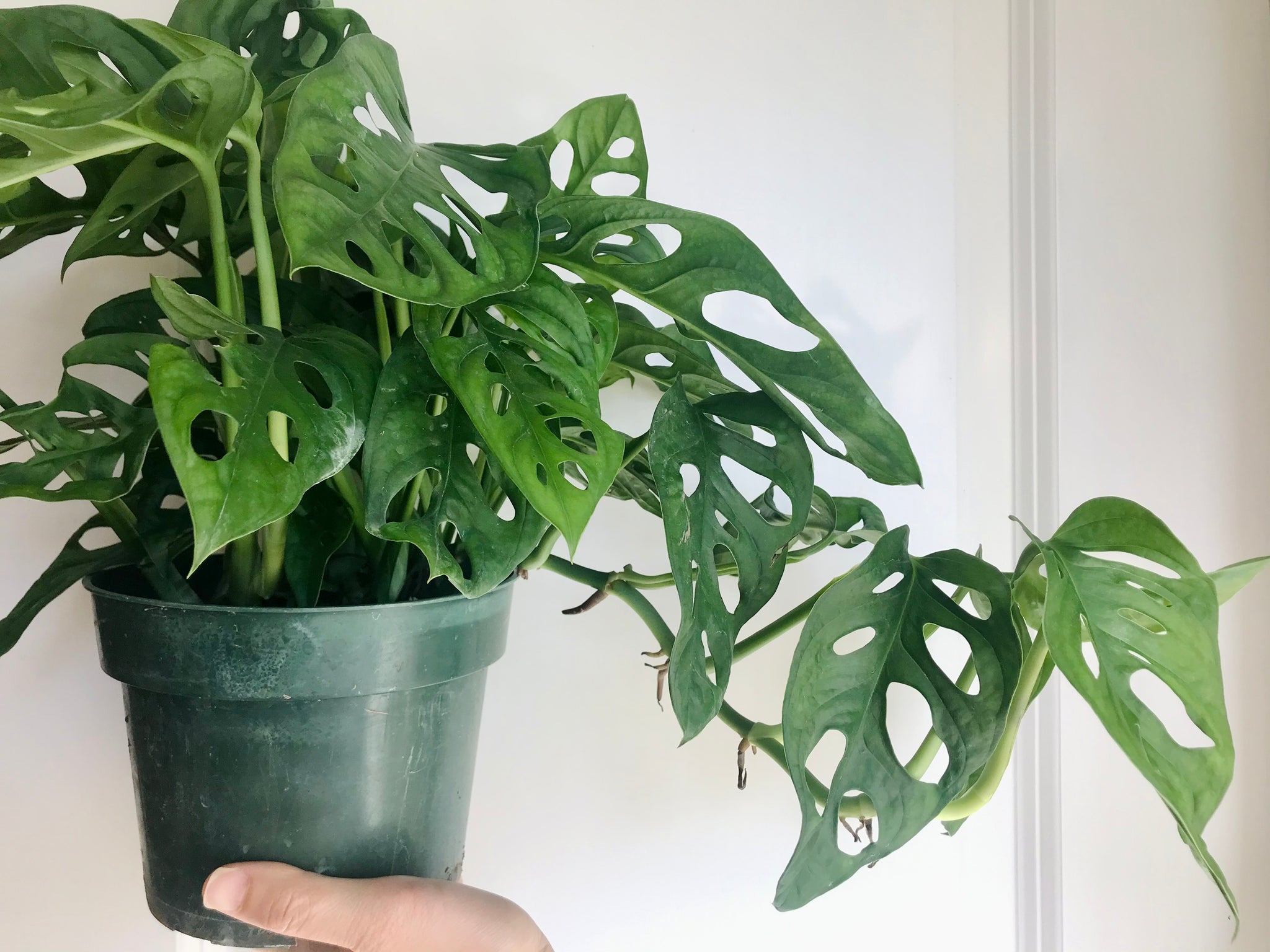 Swiss Cheese Plant (Monstera Adansonii Wide) – Happy Sunrize