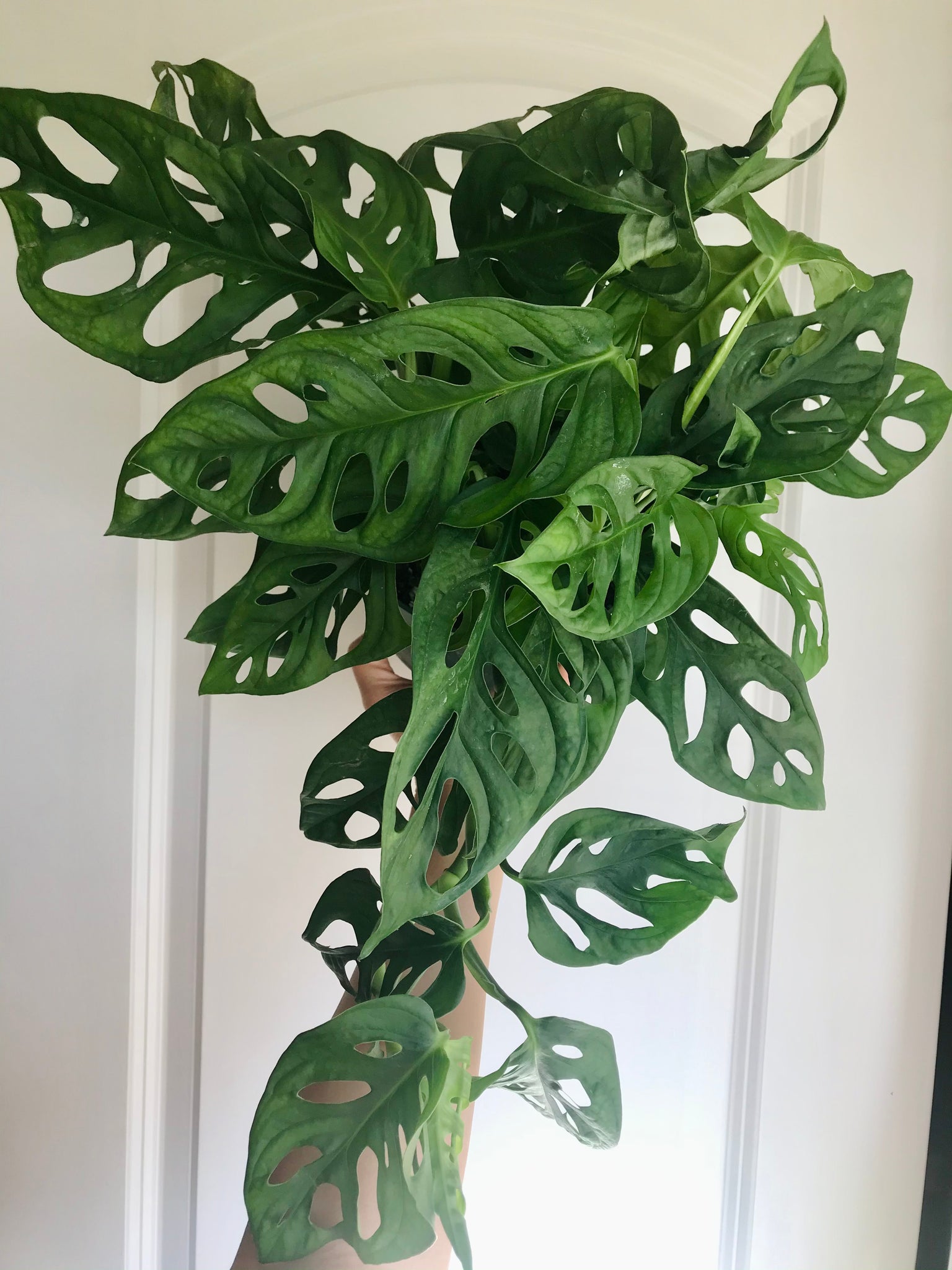 monstera adansonii wide leaf Swiss Cheese Plant (Monstera Adansonii Wide) – Happy Sunrize