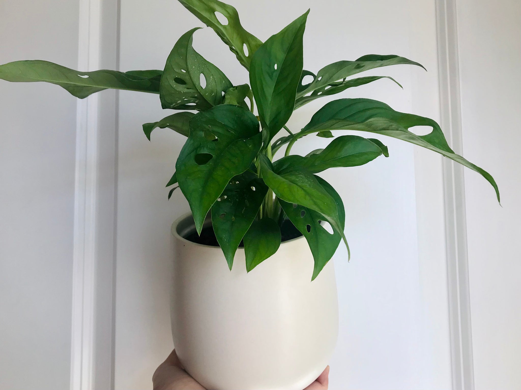Swiss Cheese Plant (Monstera Adansonii Narrow)  Happy Sunrize