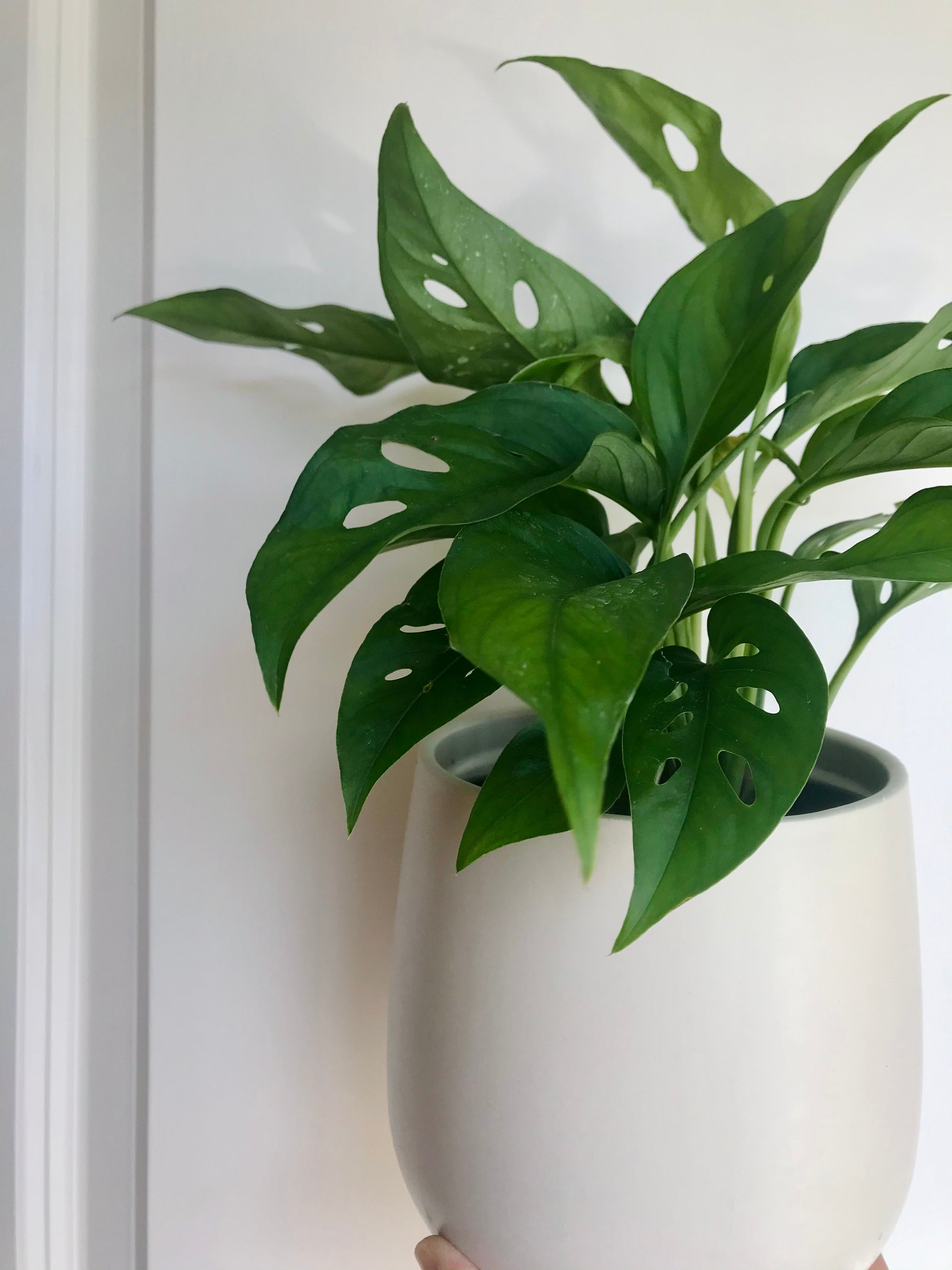 little swiss monstera adansonii Swiss Cheese Plant (Monstera Adansonii Narrow) – Happy Sunrize