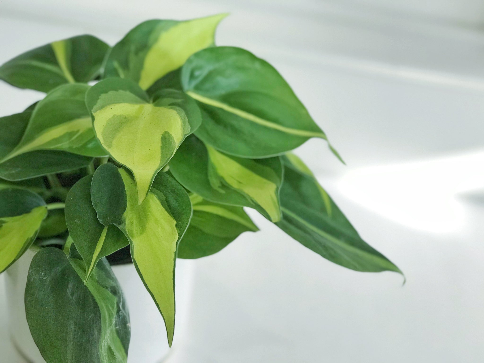 heartleaf philodendron brasil Heartleaf Philodendron (Philodendron Brasil) – Happy Sunrize