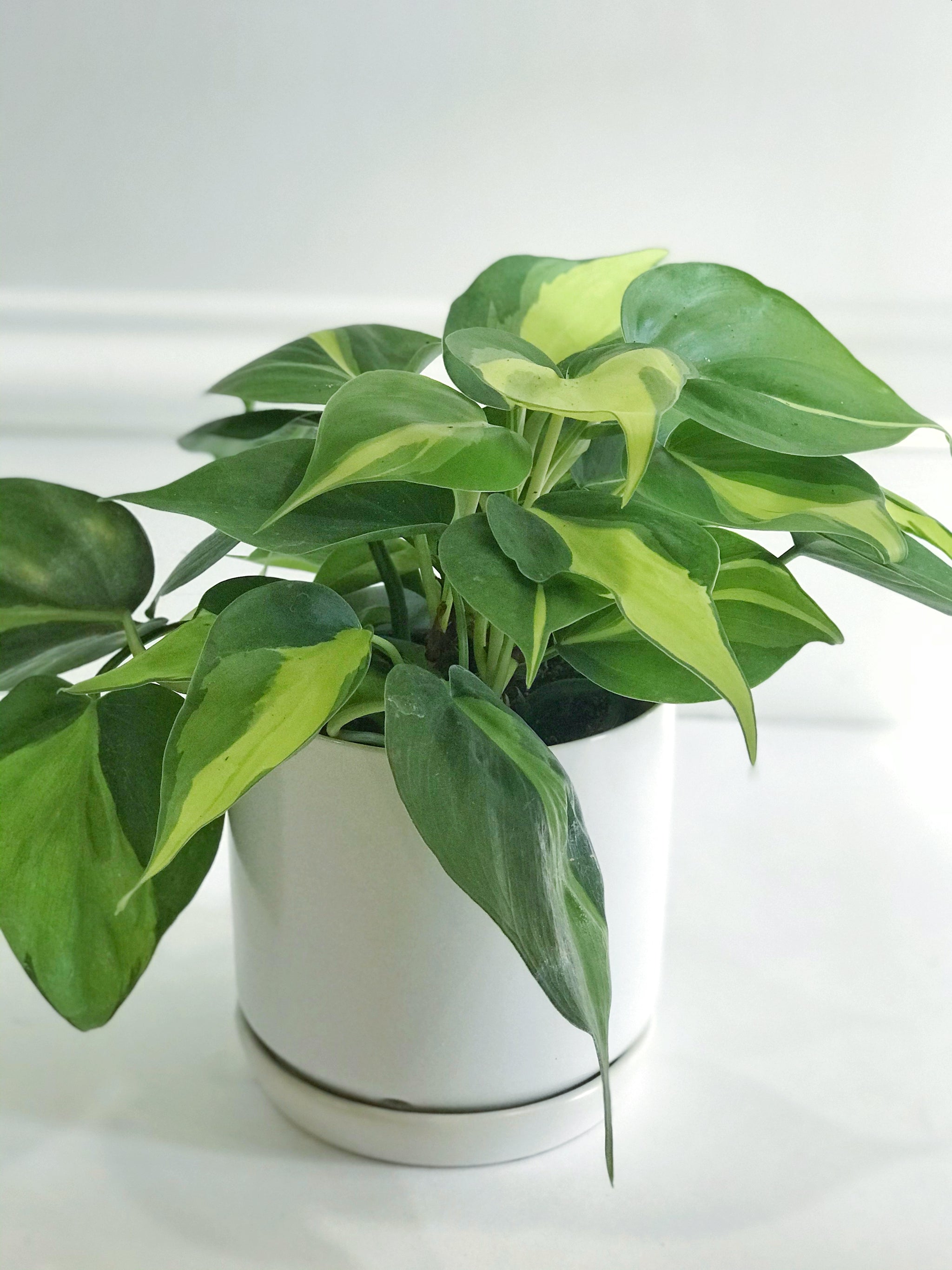Heartleaf Philodendron (Philodendron Brasil) – Happy Sunrize