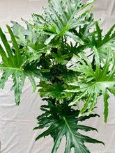 Load image into Gallery viewer, Philodendron Hope (Thaumatophyllum bipinnatifidum)
