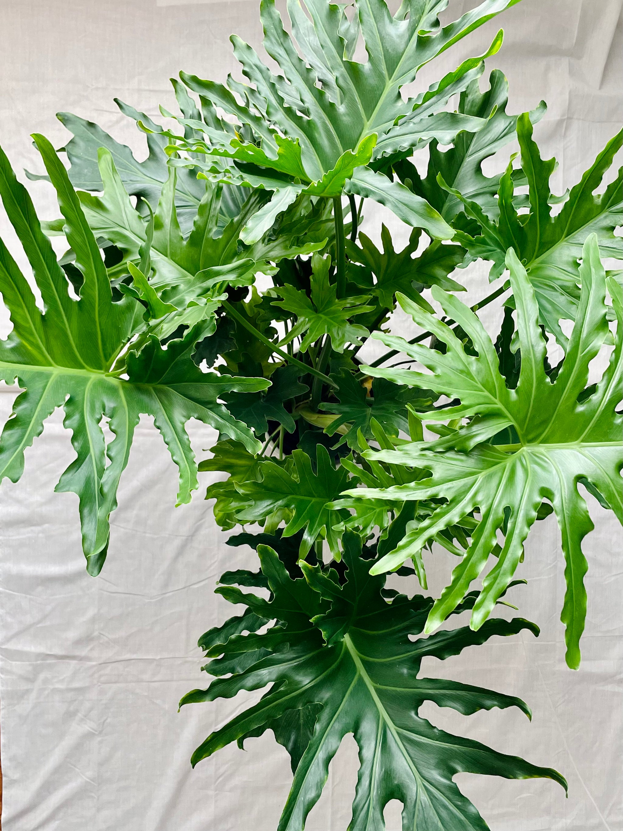 philodendron bipinnatifidum compacta hope green Philodendron Hope (Thaumatophyllum bipinnatifidum) – Happy Sunrize