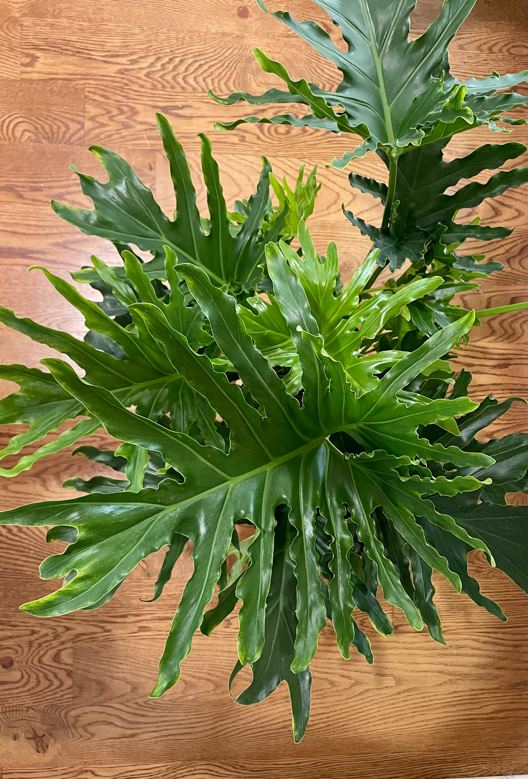 philodendron bipinnatifidum compacta hope green Philodendron Hope (Thaumatophyllum bipinnatifidum) – Happy Sunrize