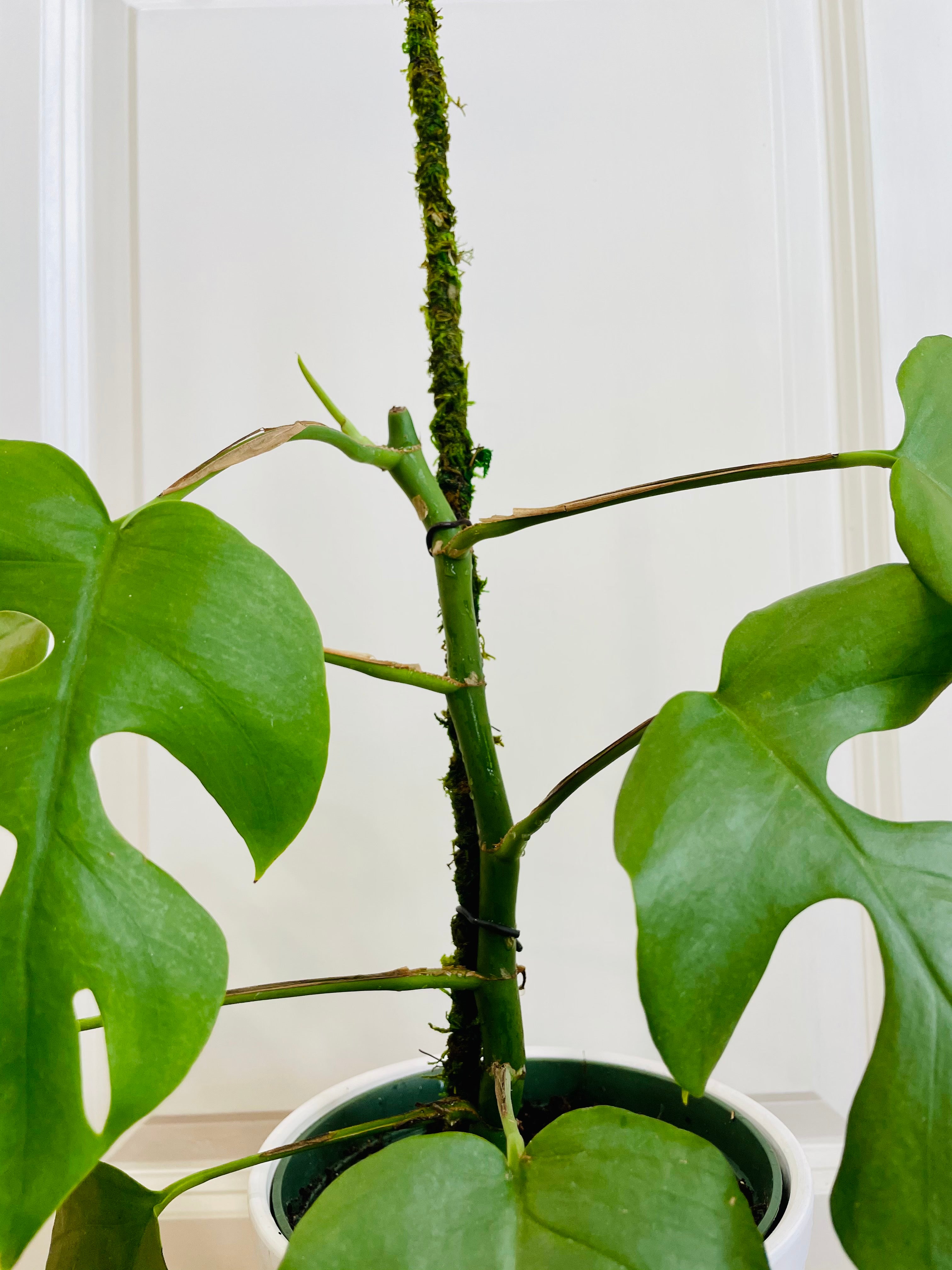 tetrasperma moss pole Moss Pole – Happy Sunrize