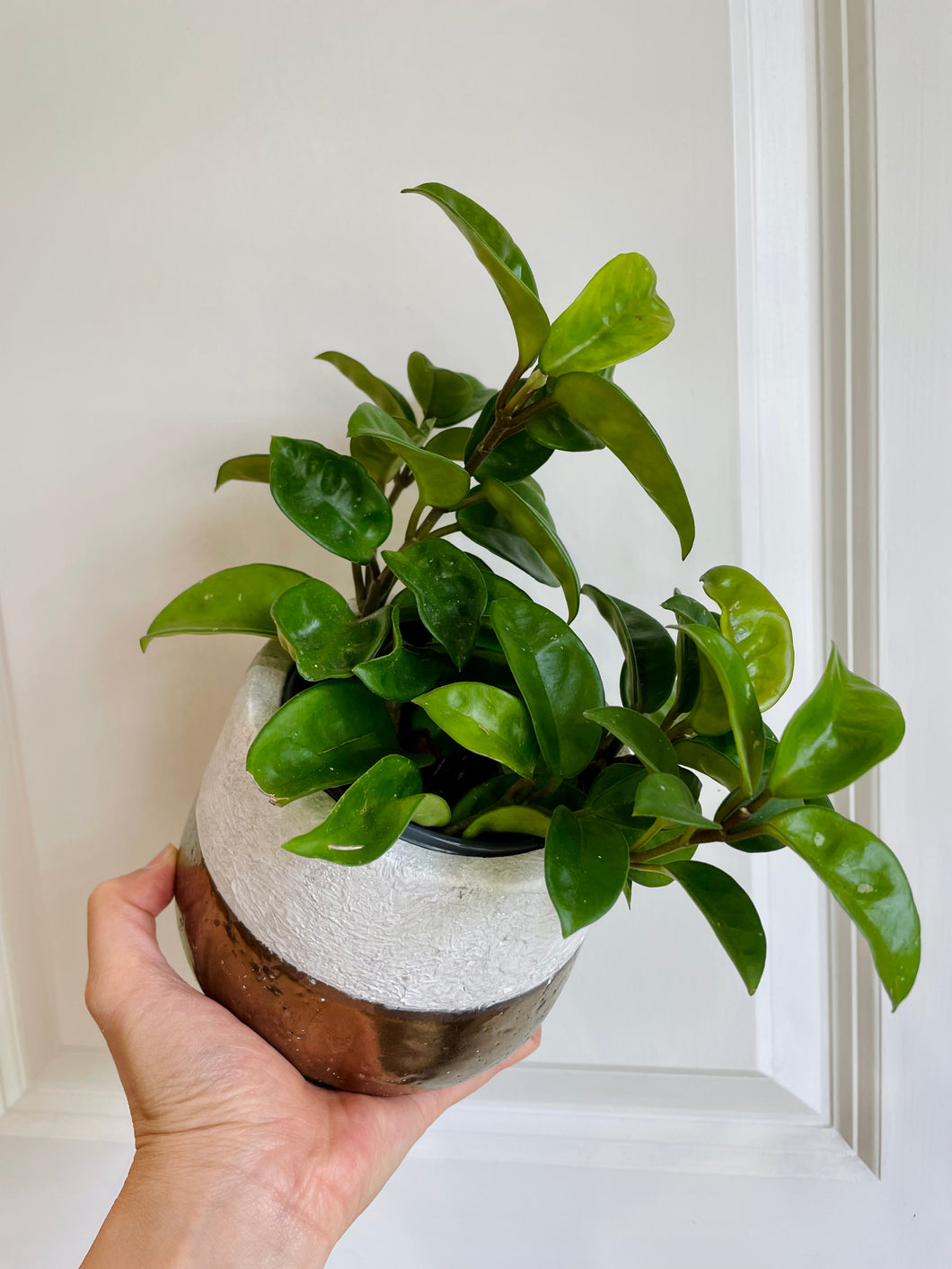 Hoya Krinkle 8