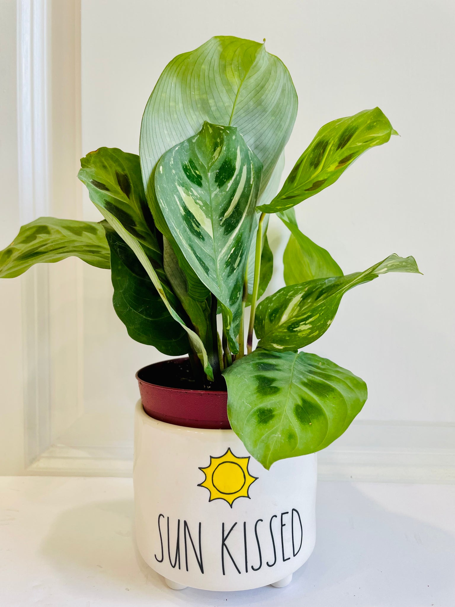 prayer plant rabbit tracks Rabbit Track Prayer Plant (Maranta Leuconeura Kerchoviana) – Happy Sunrize