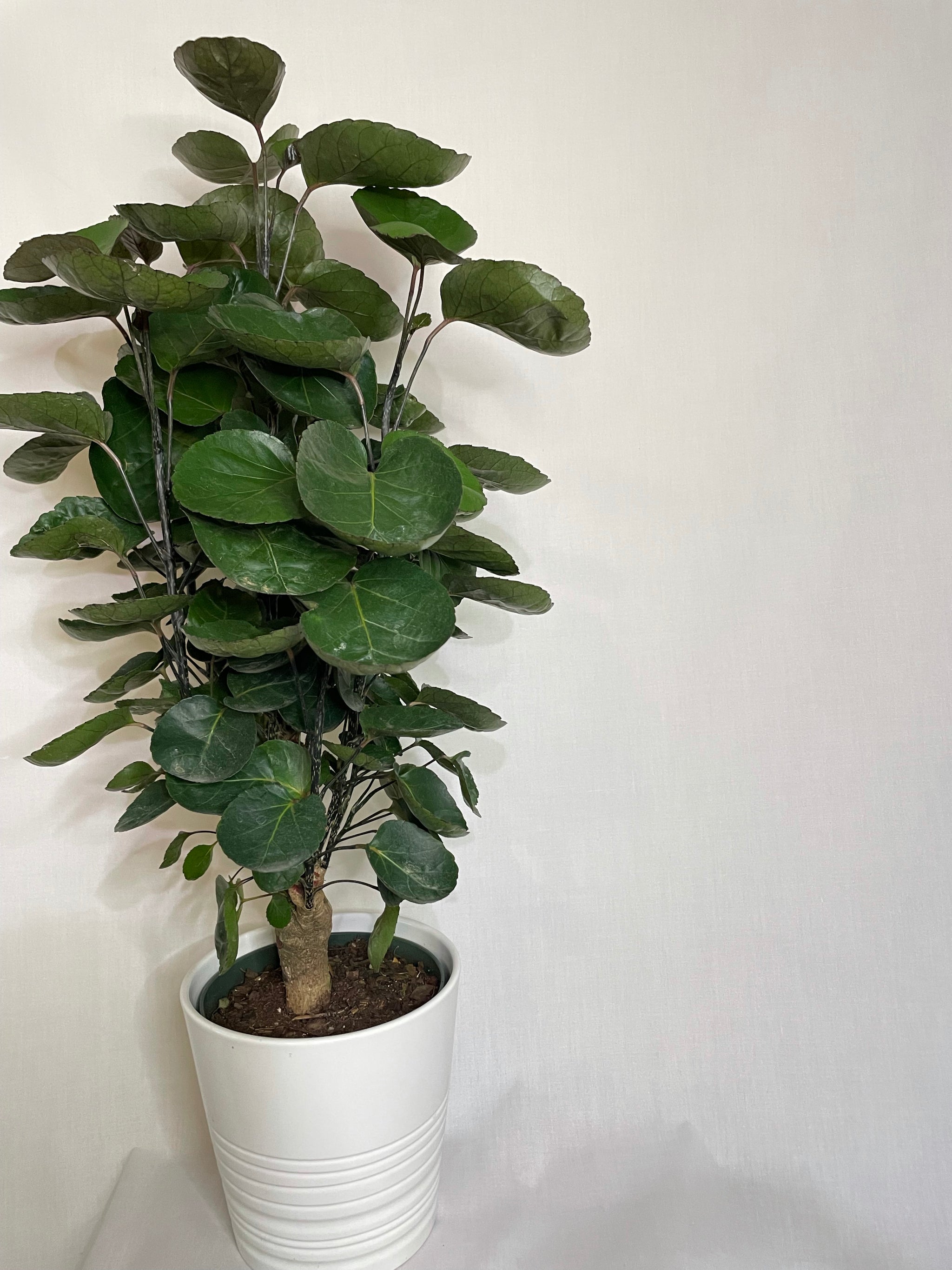 Aralia Fabian (Polyscias scutellaria 'Fabian') – Happy Sunrize