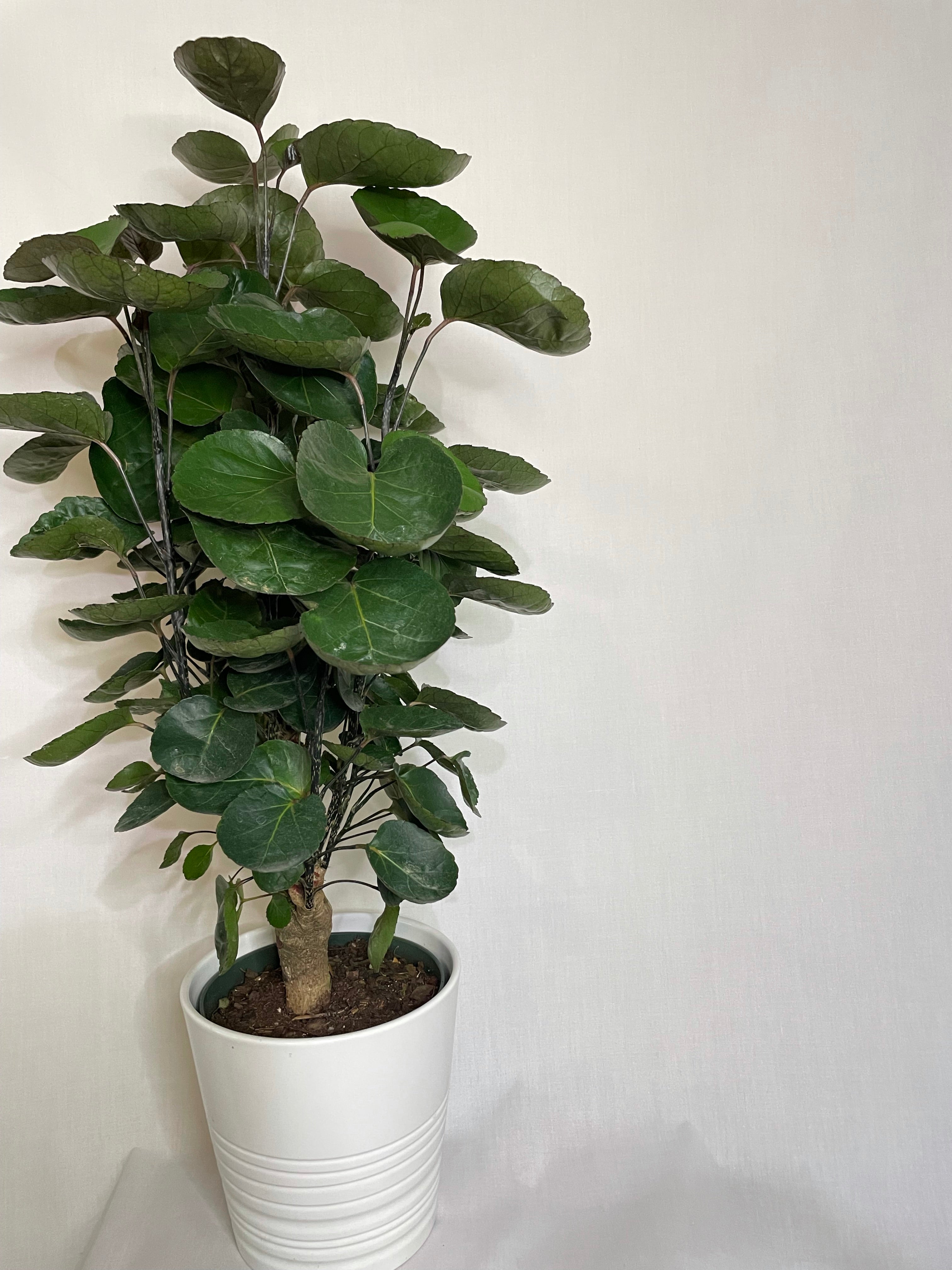 Aralia Fabian (Polyscias scutellaria 'Fabian') – Happy Sunrize