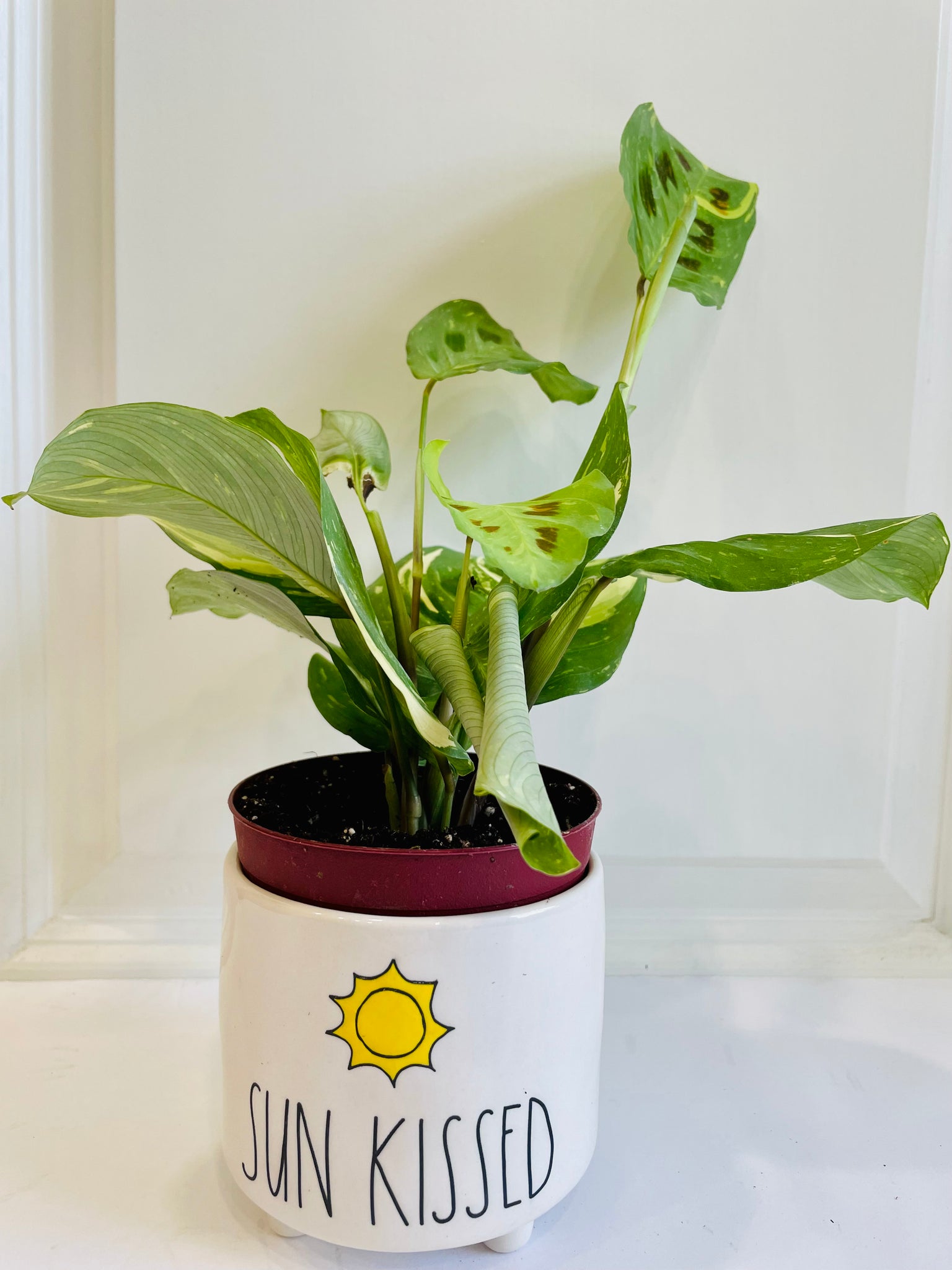 rabbit tracks prayer plant Rabbit Track Prayer Plant (Maranta Leuconeura Kerchoviana) – Happy Sunrize