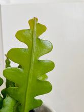 Load image into Gallery viewer, Ric Rac Cactus (Epiphyllum anguliger)
