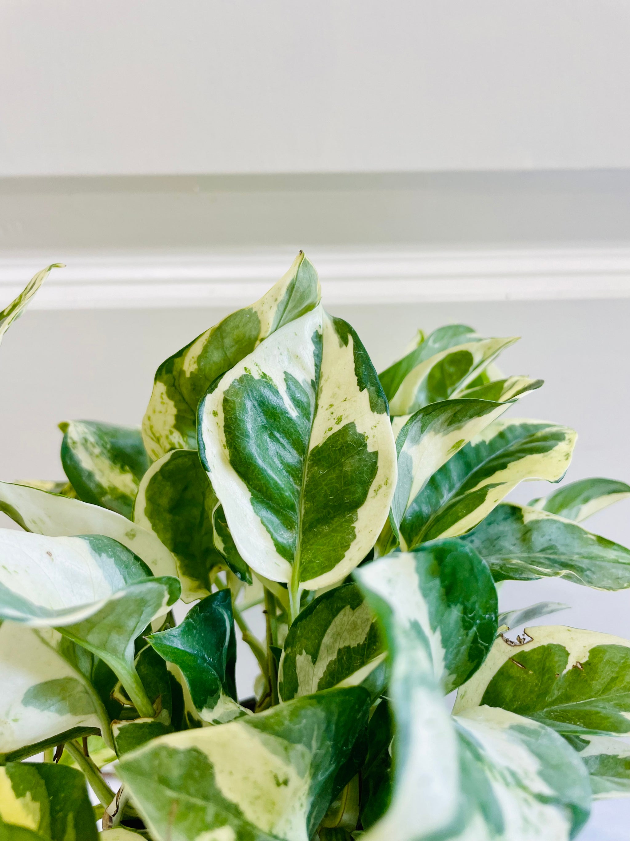 njoy philodendron N'Joy Pothos (Epipremnum Aureum N'Joy) – Happy Sunrize