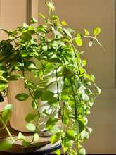 Load image into Gallery viewer, Dischidia Oiantha “green”
