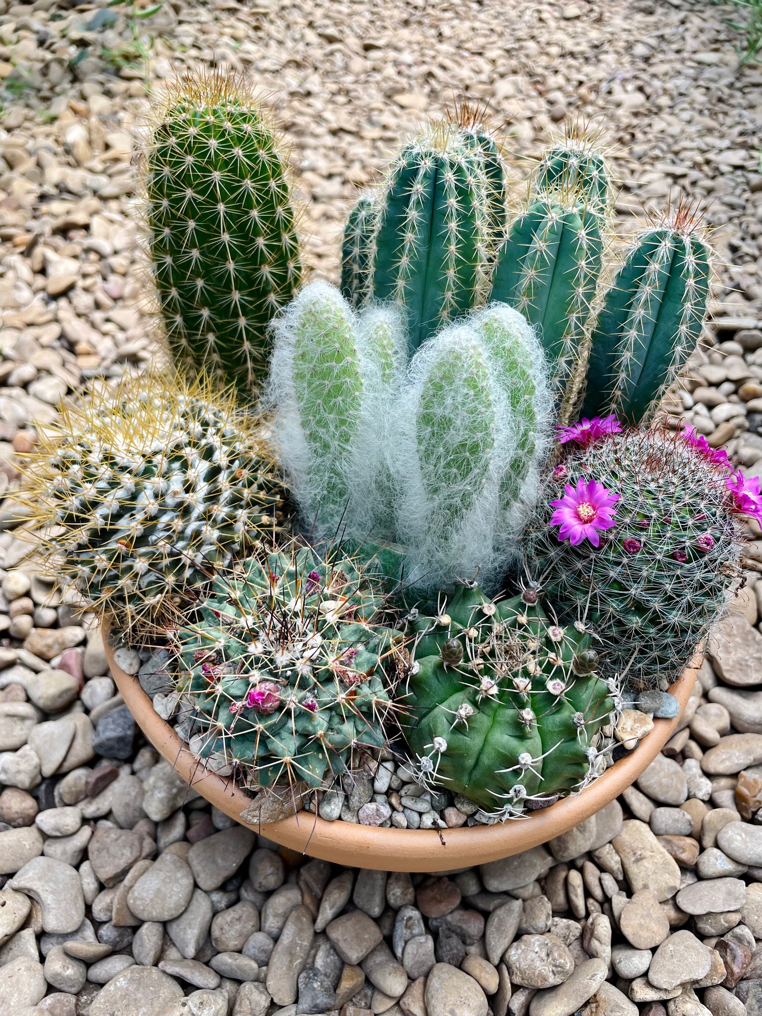 cactus and succulent arrangements Potted cactus – Happy Sunrize