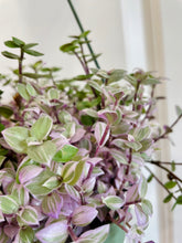 Load image into Gallery viewer, Tradescantia Pink Panther (Callisia C. Repens)
