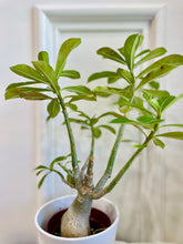 Load image into Gallery viewer, Desert rose (Adenium Obesum)

