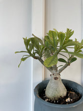 Load image into Gallery viewer, Desert rose (Adenium Obesum)

