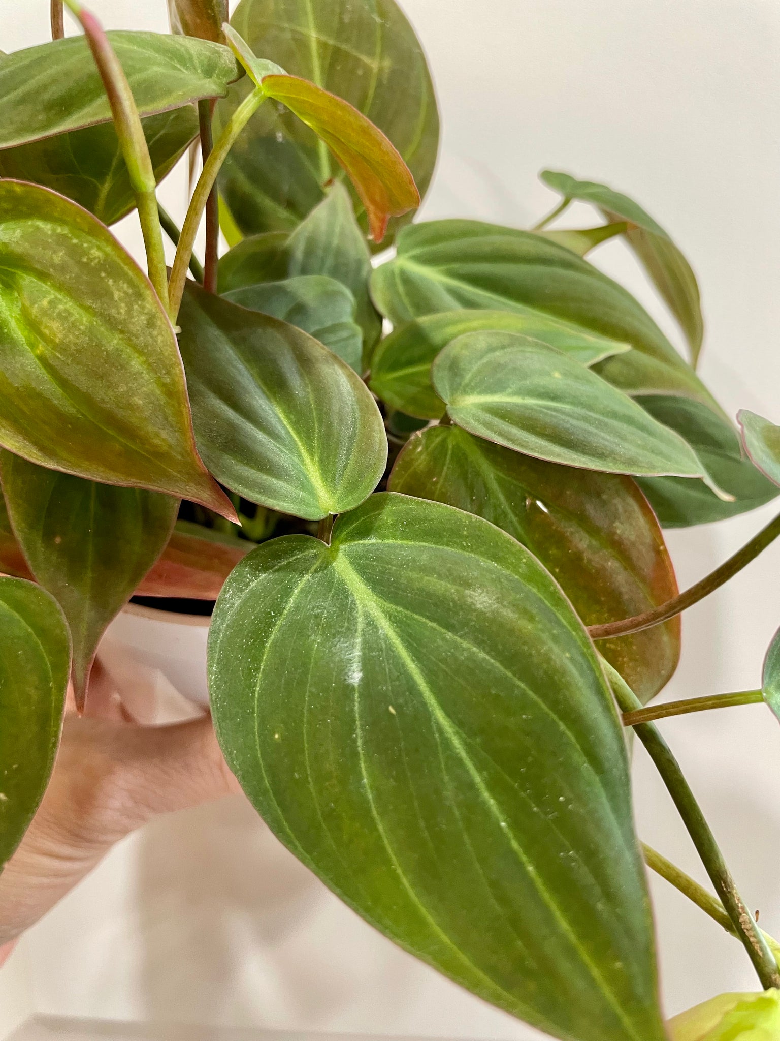 rare hirt's velvet leaf bronze micans vine -philodendron Velvet Heartleaf Philodendron (Philodendron Micans ) – Happy Sunrize