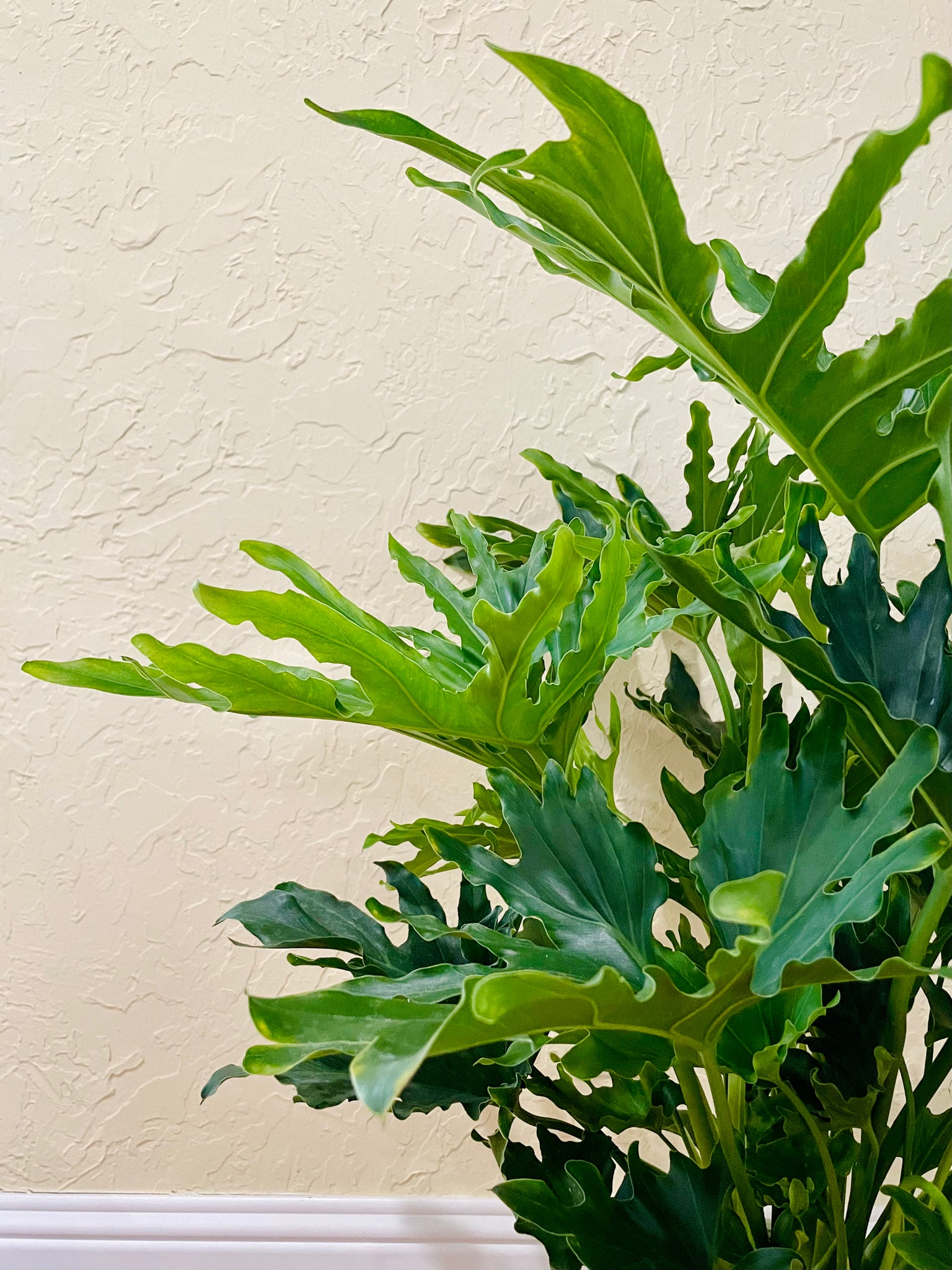 philodendron bipinnatifidum juvenile Philodendron Hope (Thaumatophyllum bipinnatifidum) – Happy Sunrize