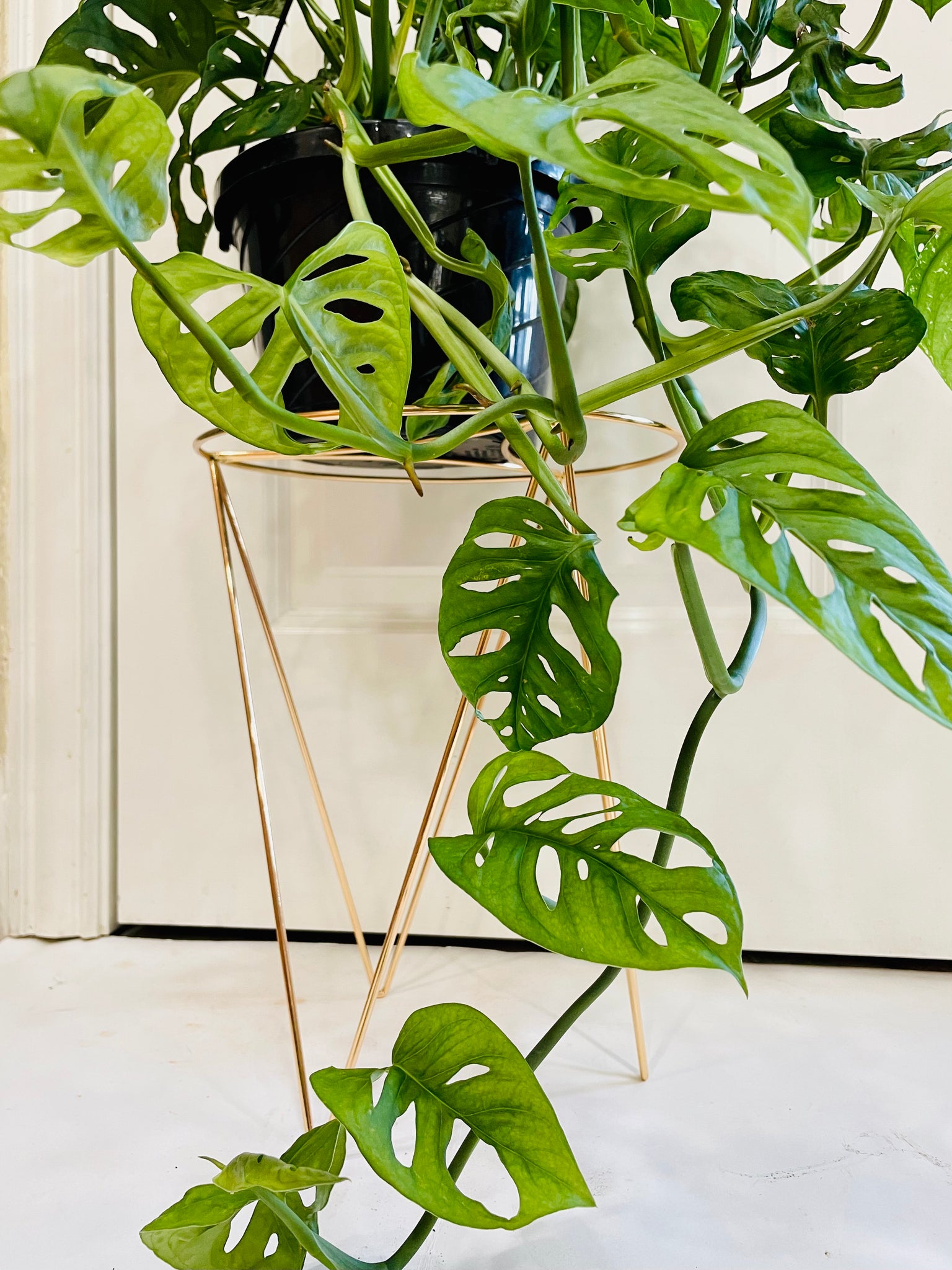 monstera adansonii wide leaf Swiss Cheese Plant (Monstera Adansonii Wide) – Happy Sunrize