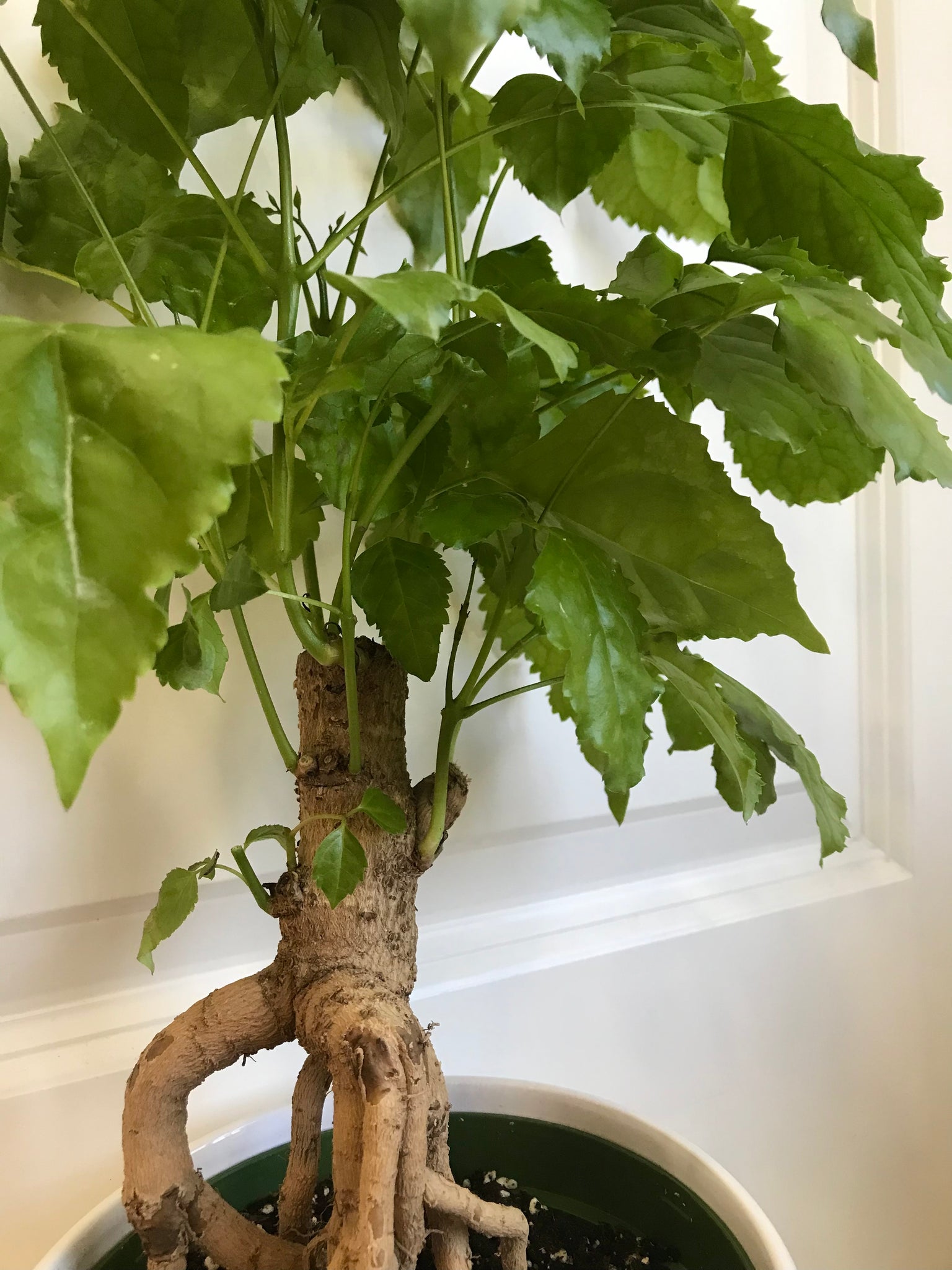 china doll bonsai tree Ginseng China Doll (Radermachera sinica) – Happy Sunrize