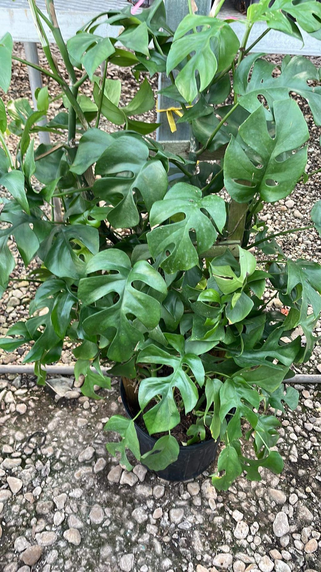 Monstera Ginny (Rhaphidophora Tetrasperma) – Happy Sunrize