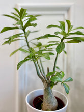 Load image into Gallery viewer, Desert rose (Adenium Obesum)
