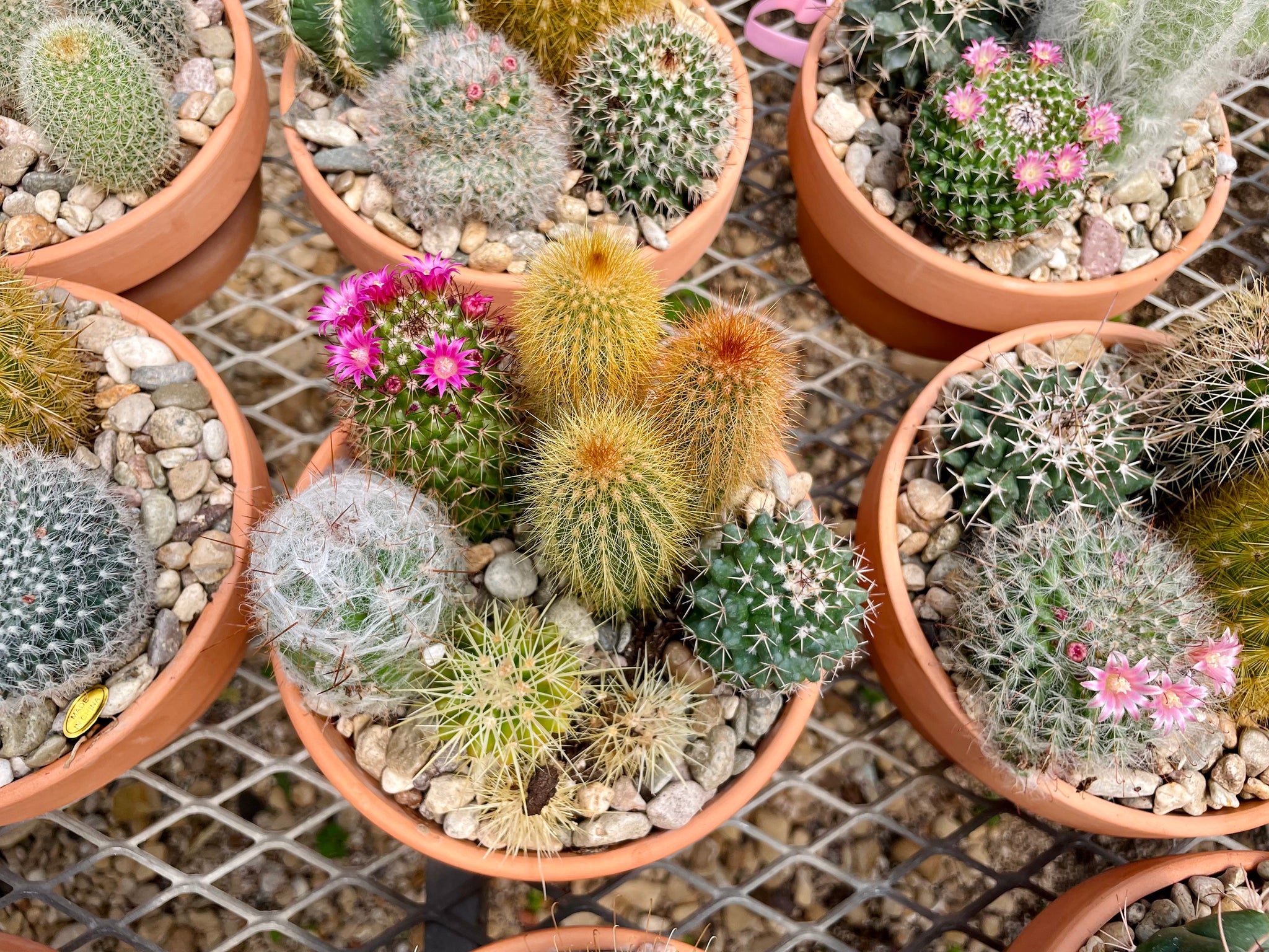 Potted cactus – Happy Sunrize