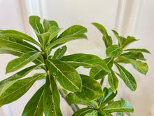 Load image into Gallery viewer, Desert rose (Adenium Obesum)
