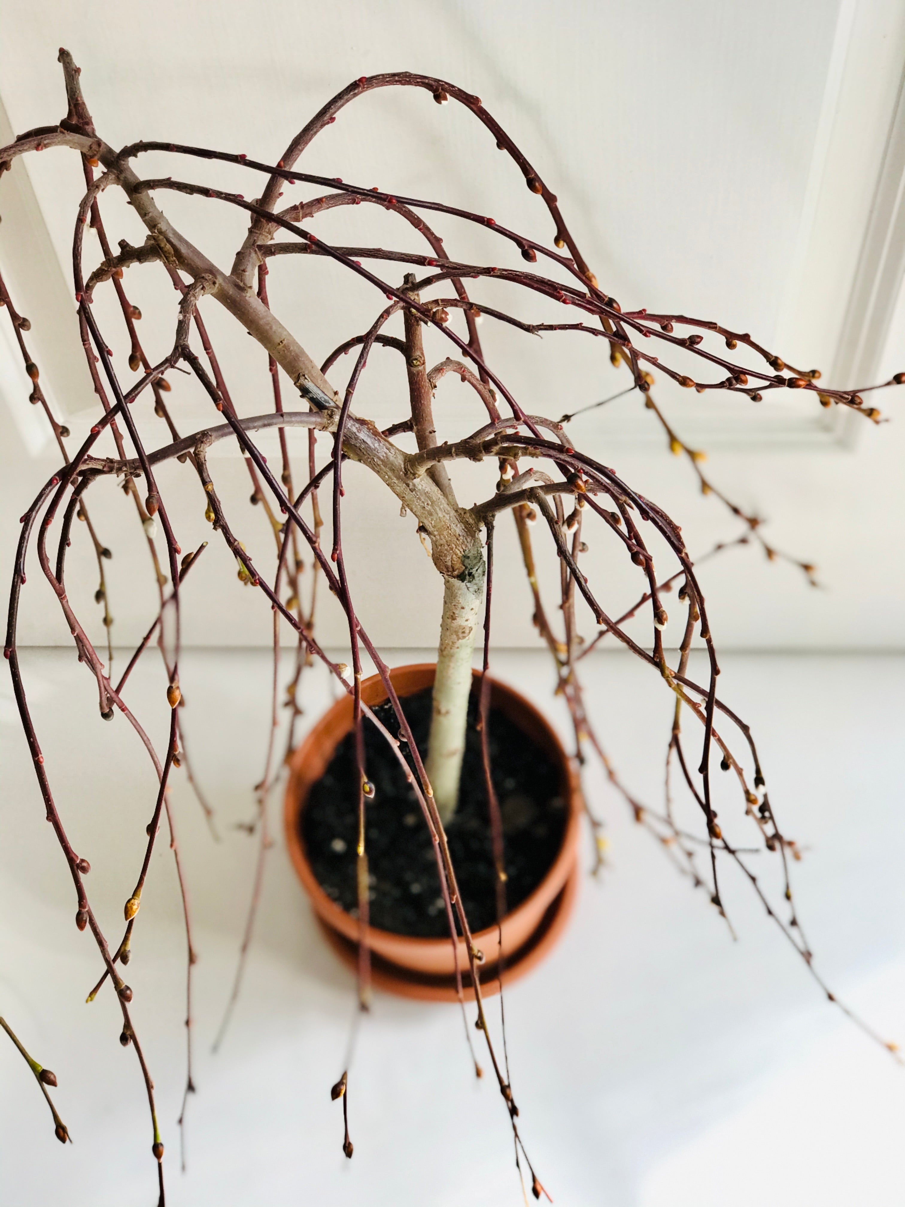 weeping pussy willow house plant The Tree of Enchantment – Happy Sunrize