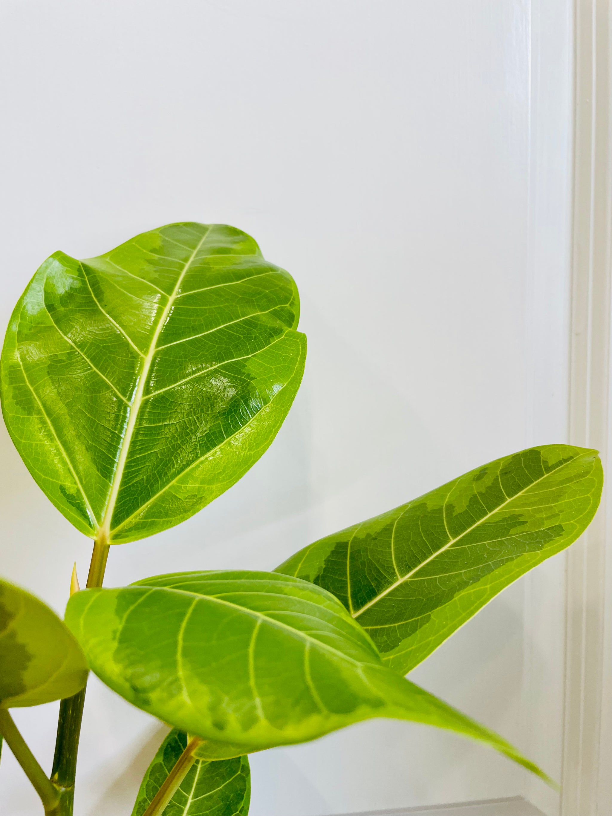 Ficus Altissima Golden Gem – Happy Sunrize