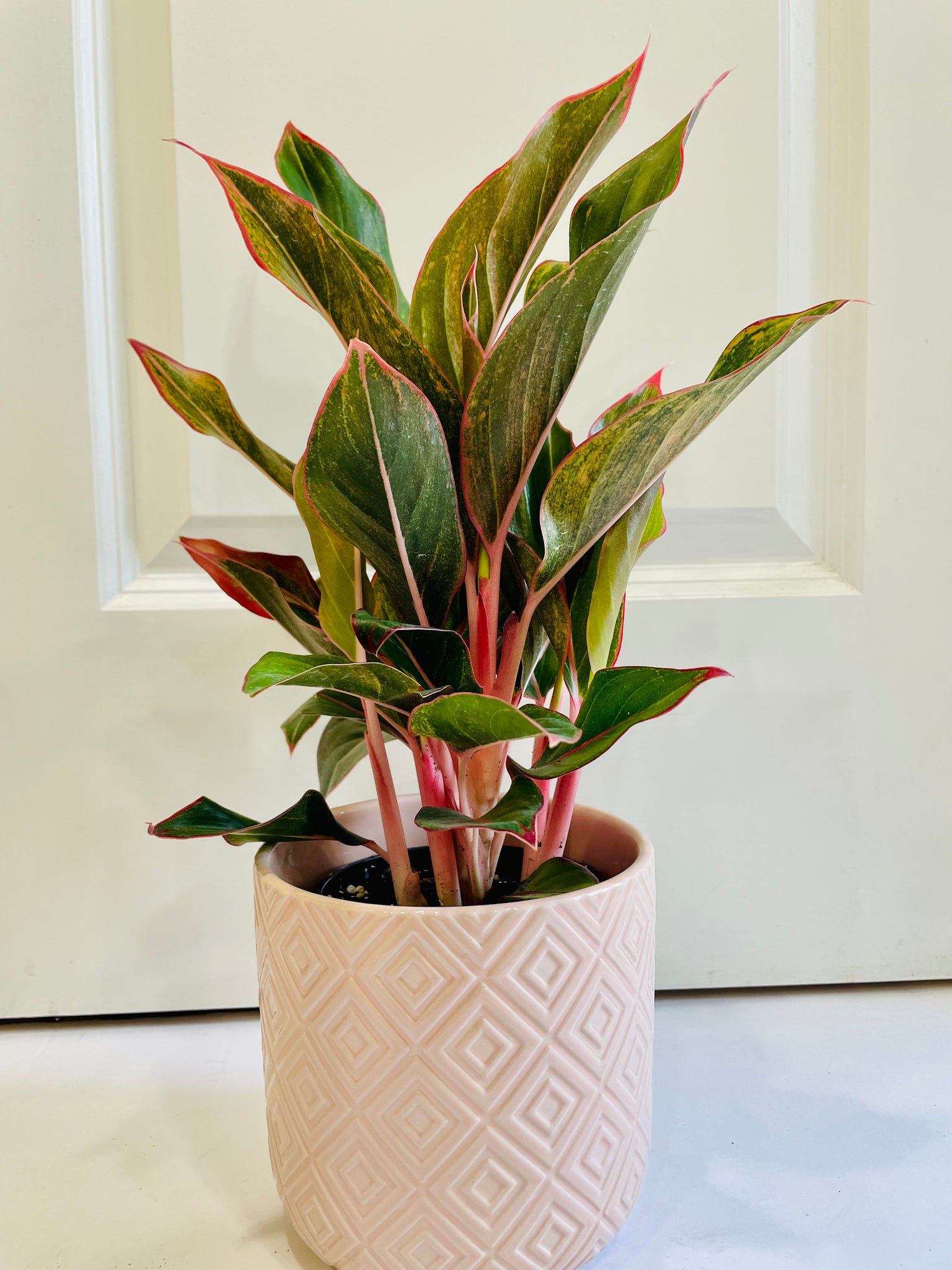 aglaonema siam aurora lipstick purchase Red Siam Aurora (Aglaonema) – Happy Sunrize
