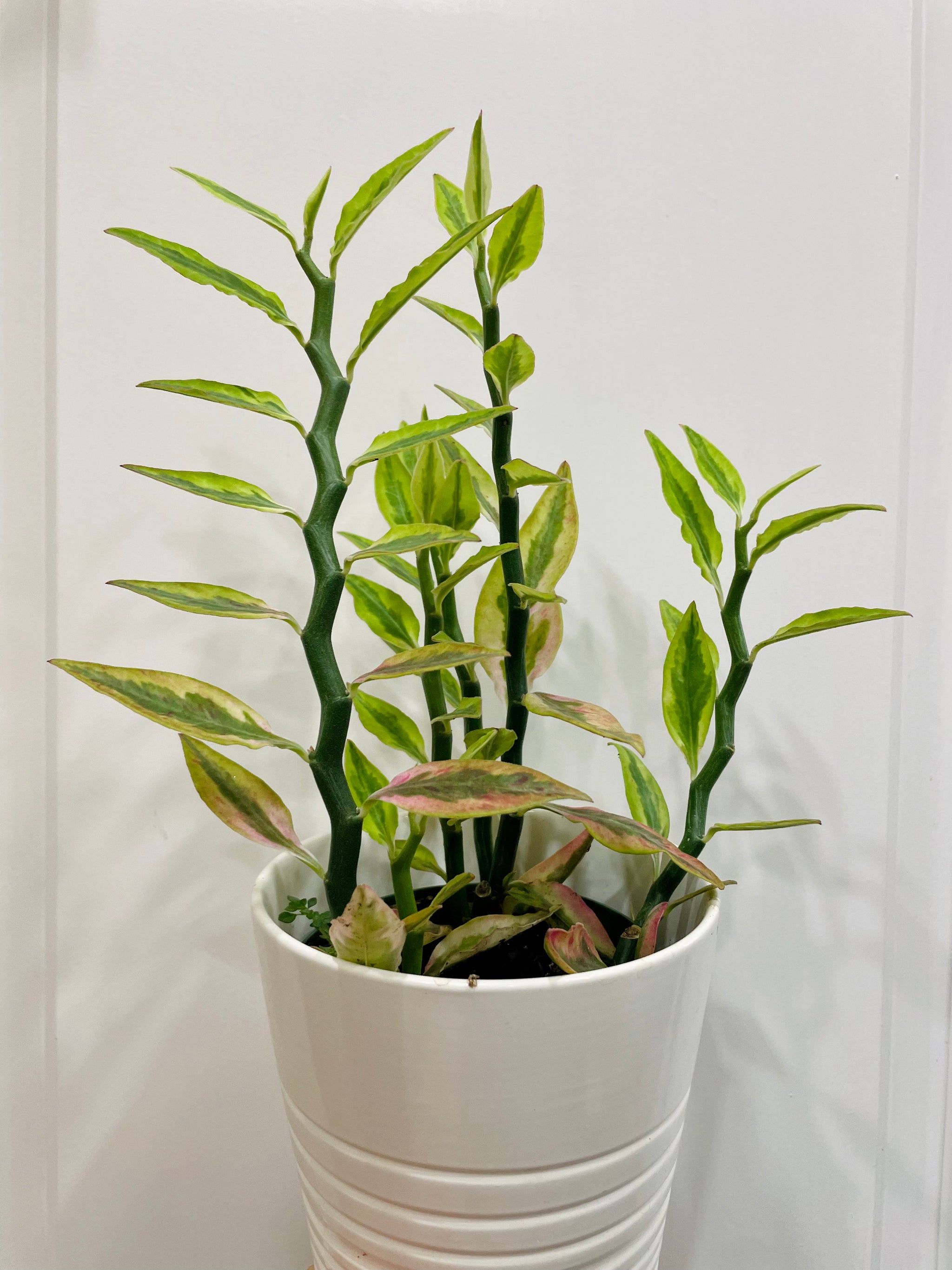 is devils backbone an indoor plant Var. Devil's Backbone (Pedilanthus tithymaloides) – Happy Sunrize