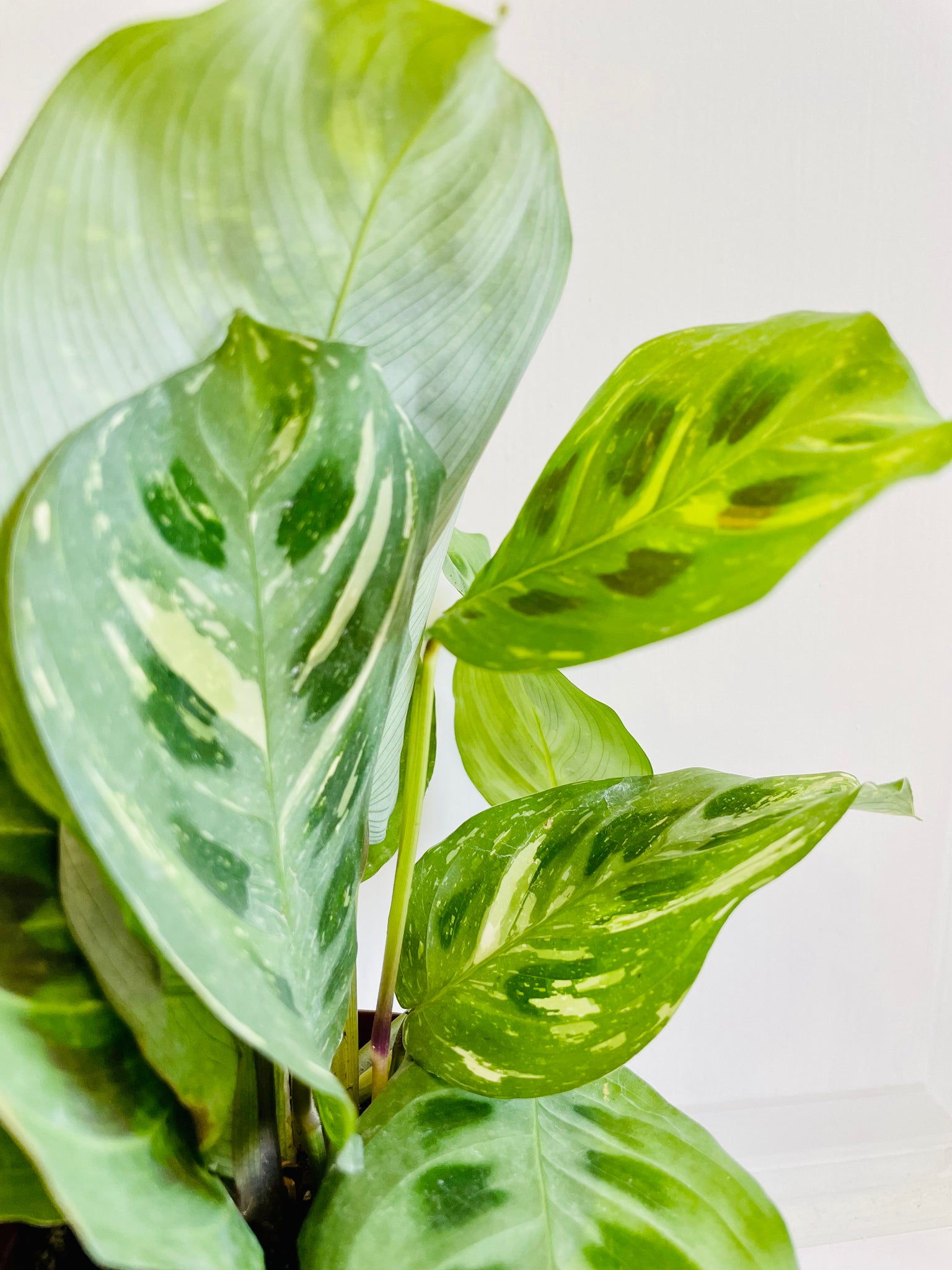 prayer plant maranta leuconeura kerchoveana Rabbit Track Prayer Plant (Maranta Leuconeura Kerchoviana) – Happy Sunrize