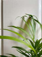 Load image into Gallery viewer, Areca Palm (Chrysalidocarpus lutescens)
