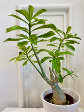 Load image into Gallery viewer, Desert rose (Adenium Obesum)

