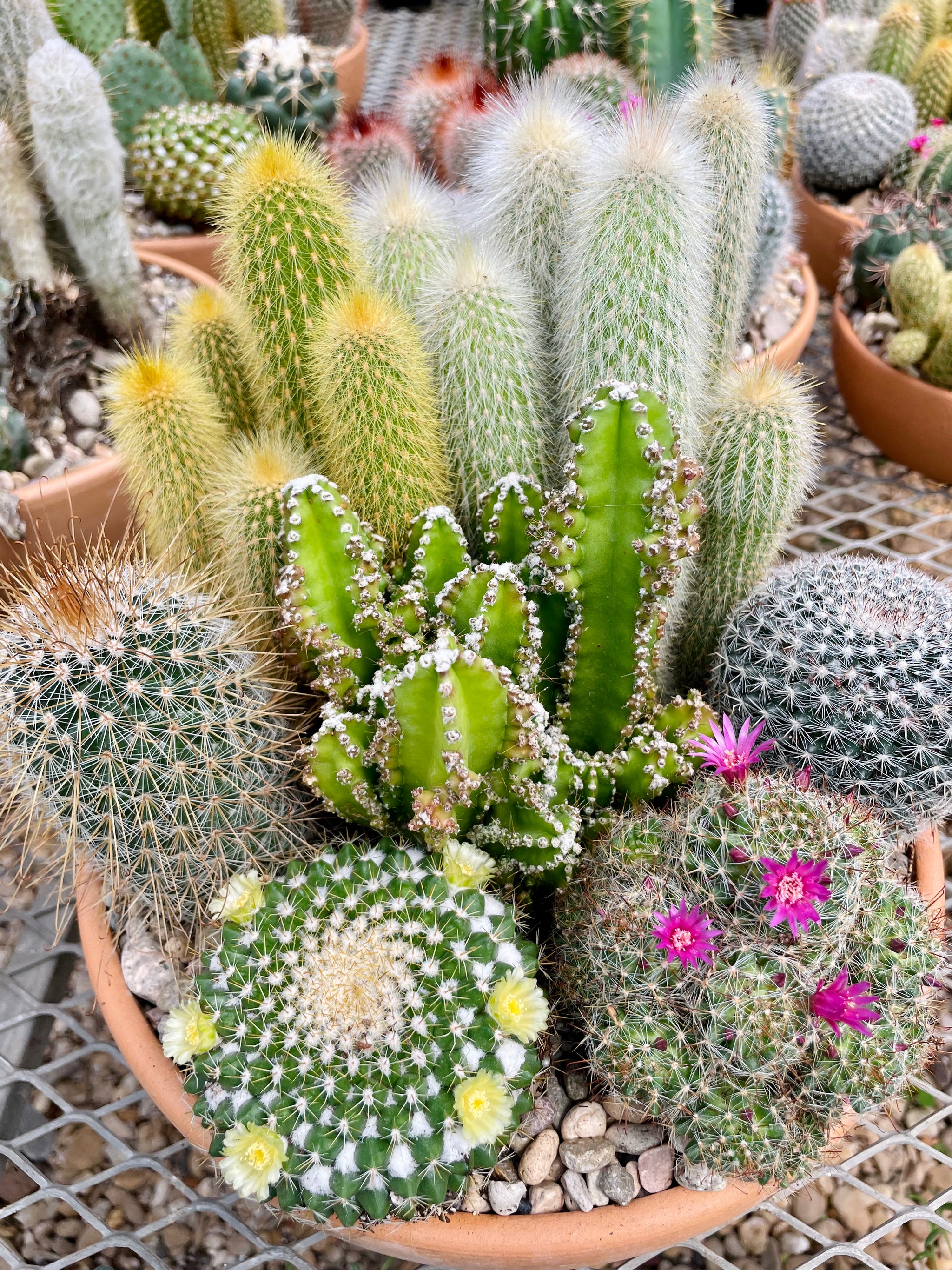 happy cactus cacti succulents and more Potted cactus – Happy Sunrize