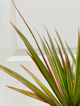 Load image into Gallery viewer, Dragon Tree (Dracena marginata bicolor)
