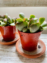 Load image into Gallery viewer, Calico Hearts (Adromischus Maculatus)
