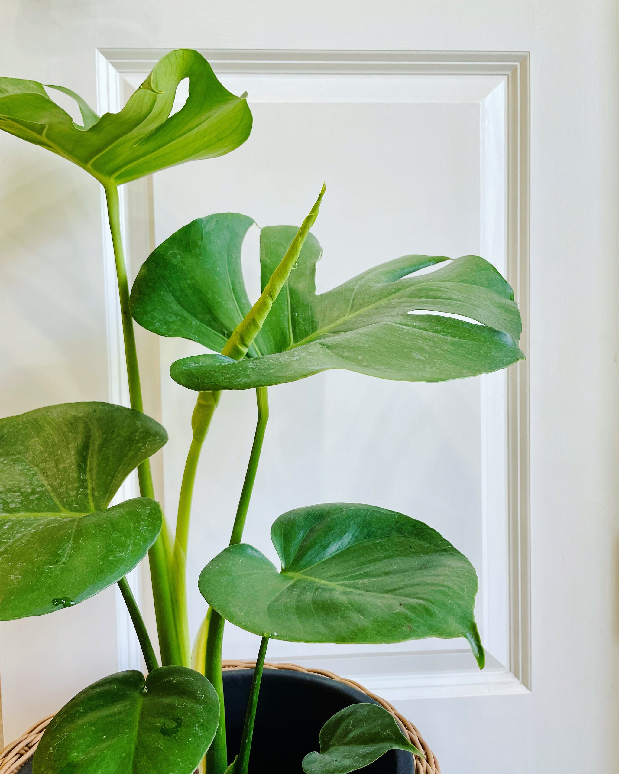 monstera deliciosa trader joe's Monstera Deliciosa – Happy Sunrize