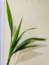 Load image into Gallery viewer, Coconut palm tree (Cocos nucifera)
