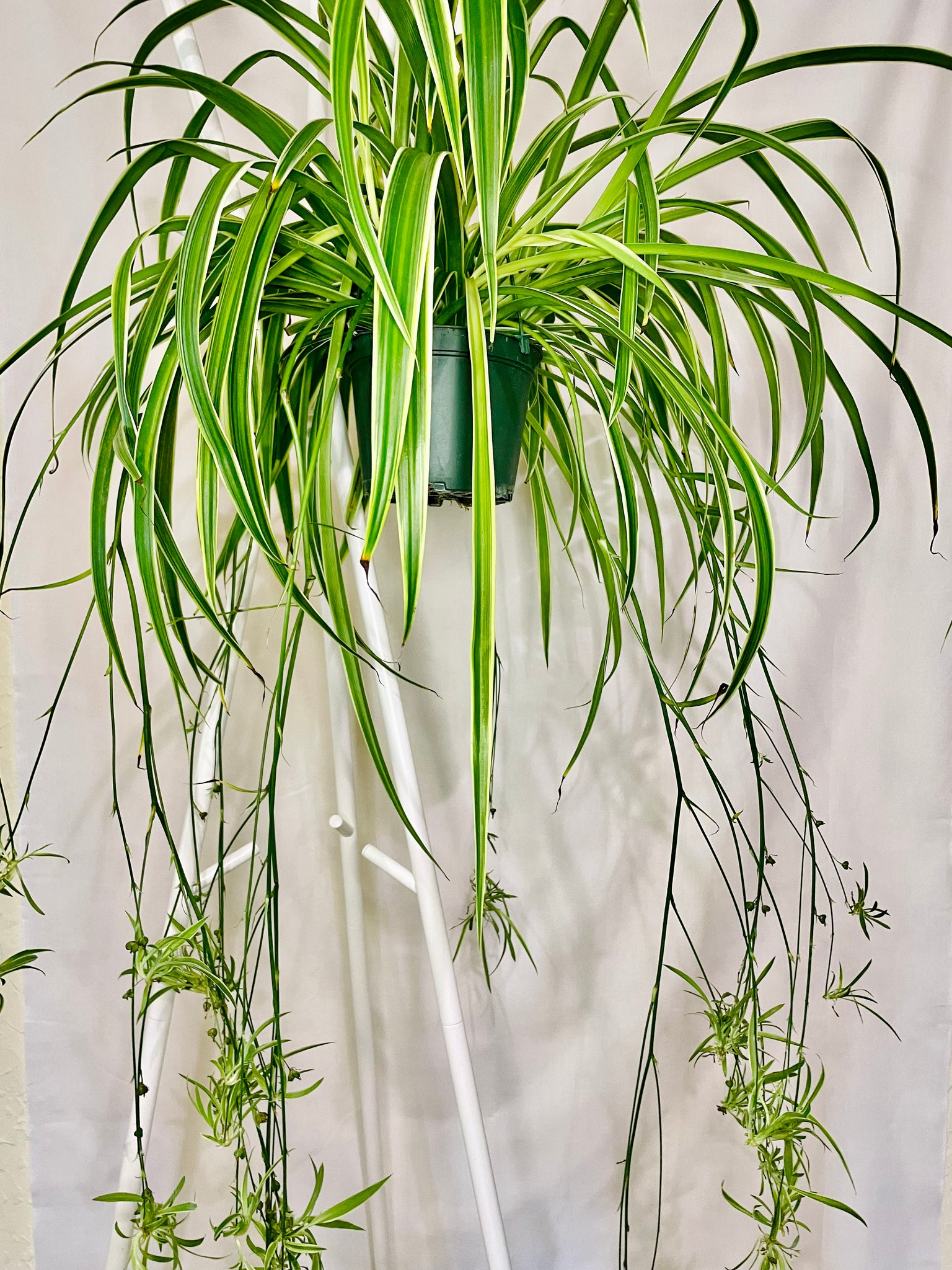 happy spider plant Spider Plant (Chlorophytum Comosum) – Happy Sunrize